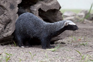 Gisar - hormon podobny do fretki Gisar - hormon podobny do fretki